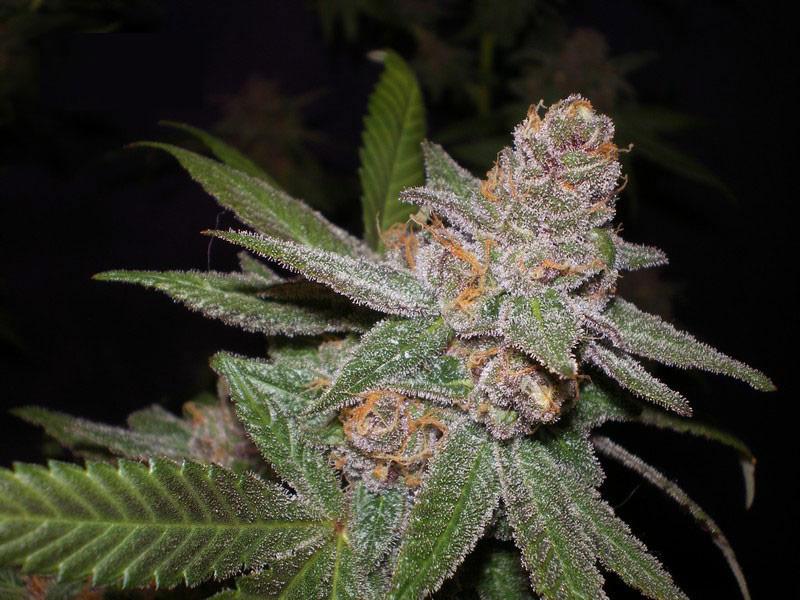 cherry pie cannabis pics