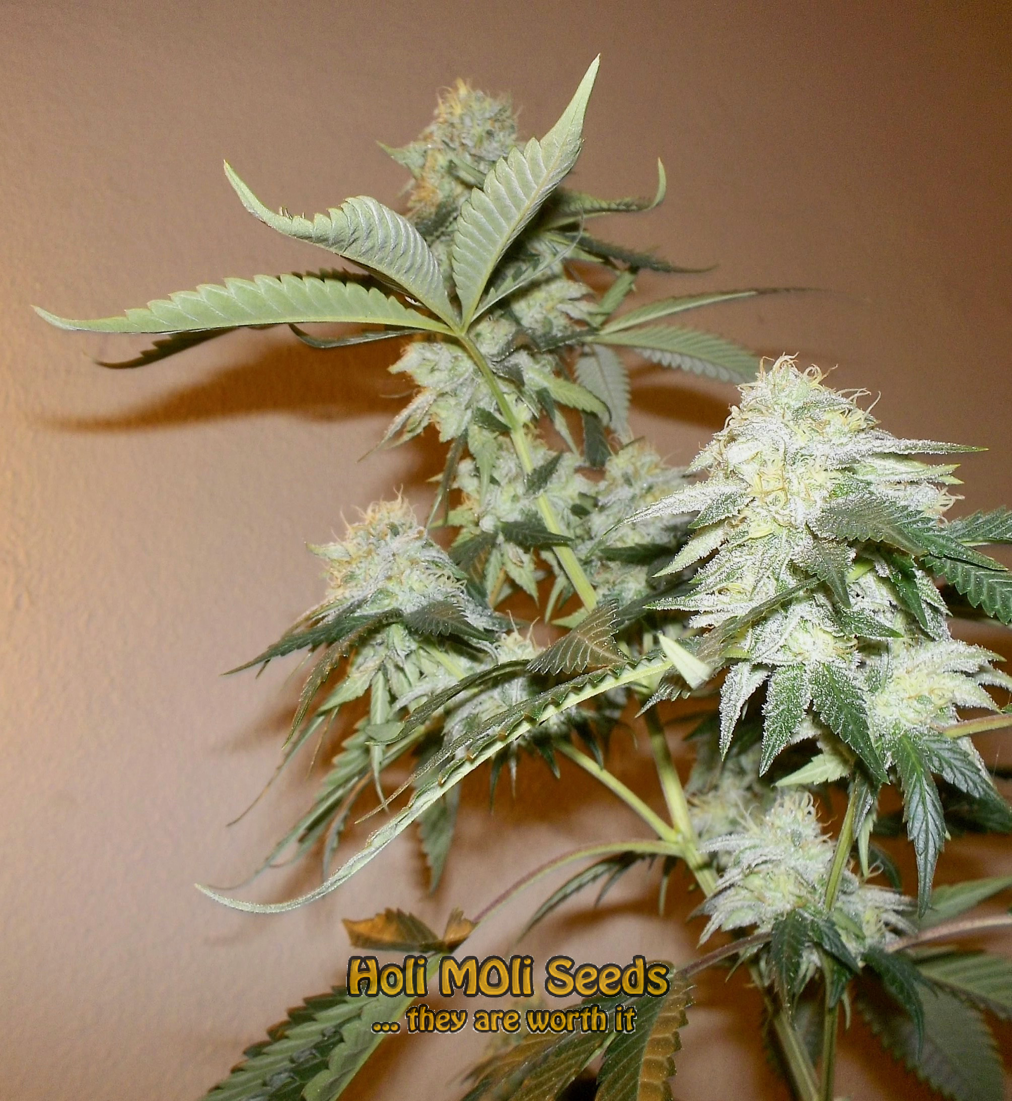 chronic widow cannabis pics