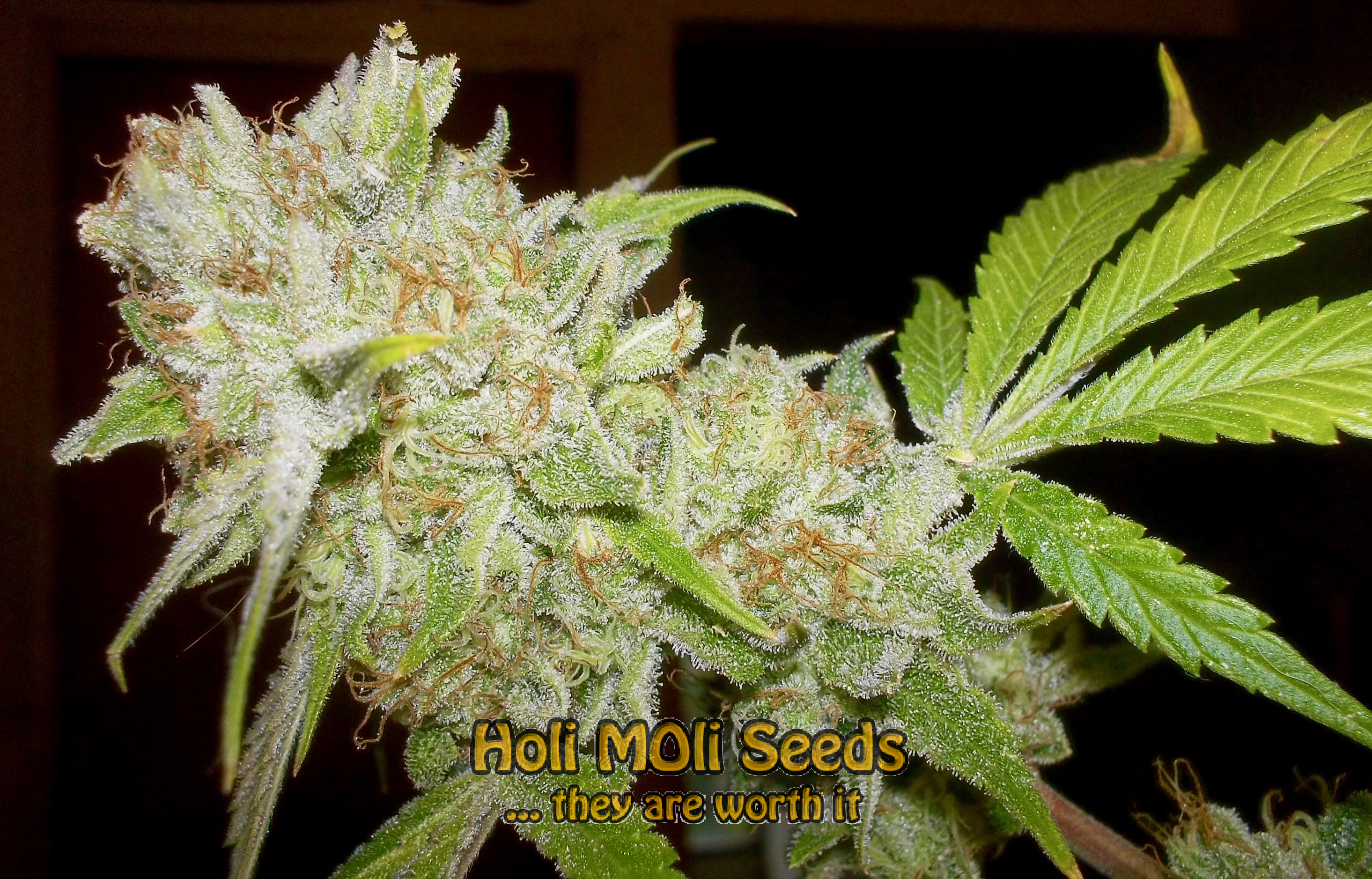 chronic widow cannabis pics