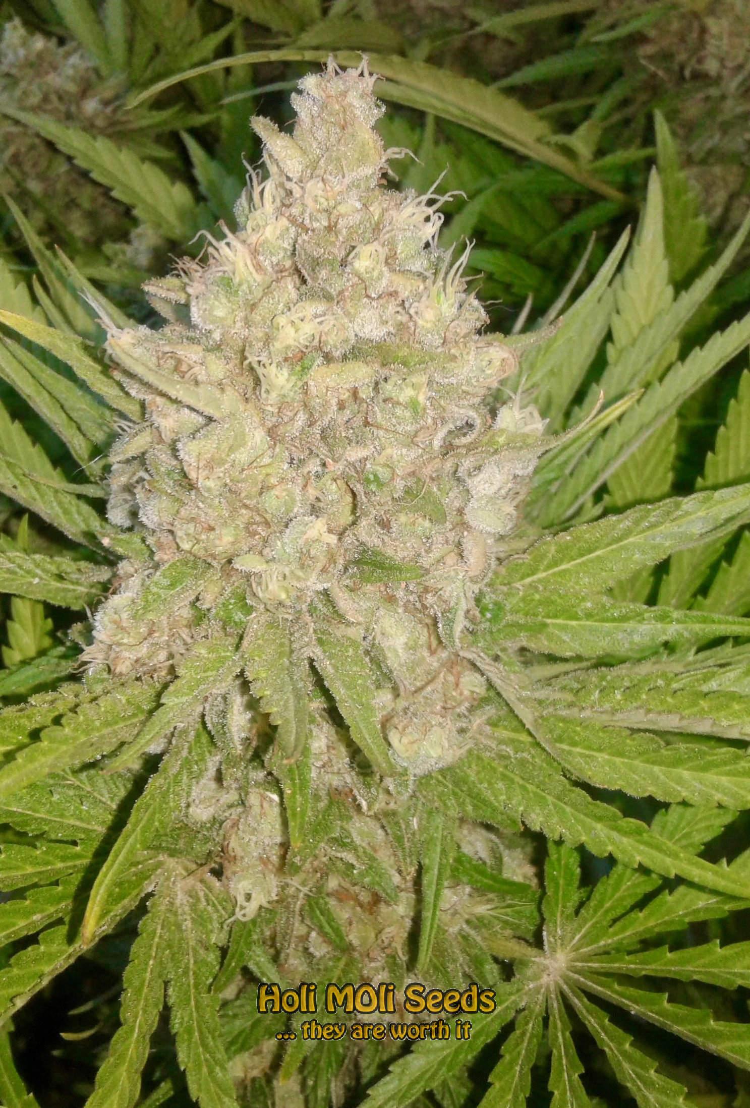 chronic widow cannabis pics