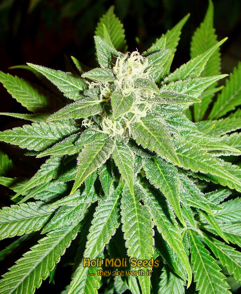 chronic widow cannabis pics