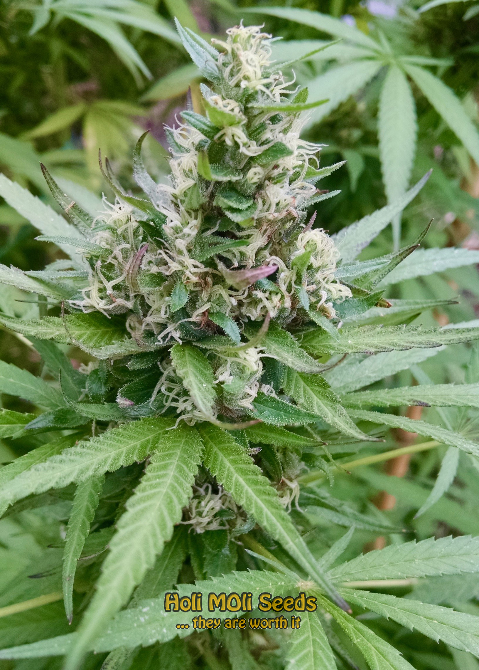 critical 2.0 cannabis pics