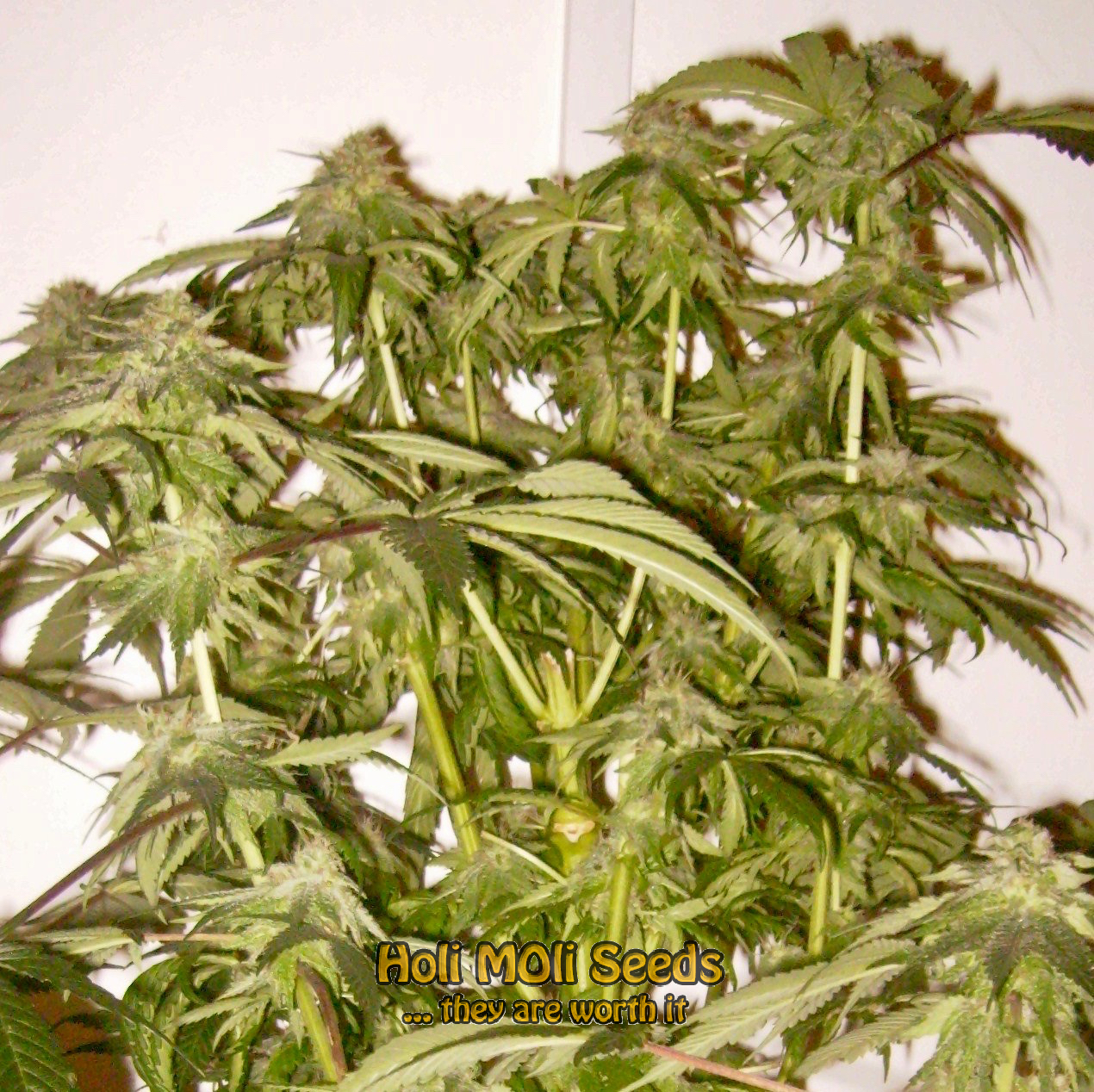 critical kush cannabis pics