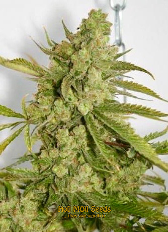 critical kush cannabis pics