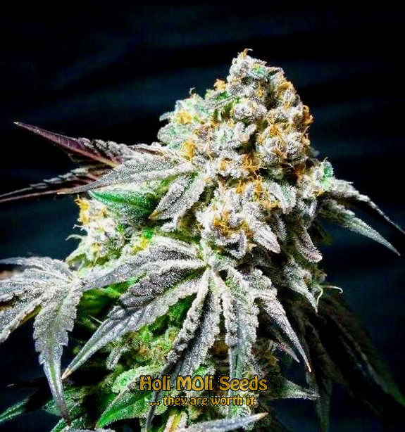 critical kush cannabis pics