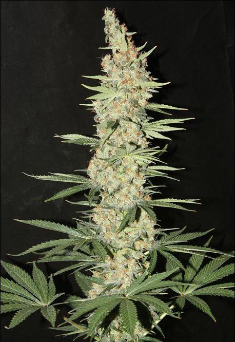 critical mass autoflower cannabis pics