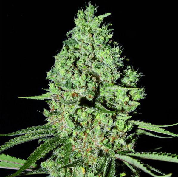 critical mass autoflower cannabis pics