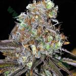 critical mass autoflower cannabis pics