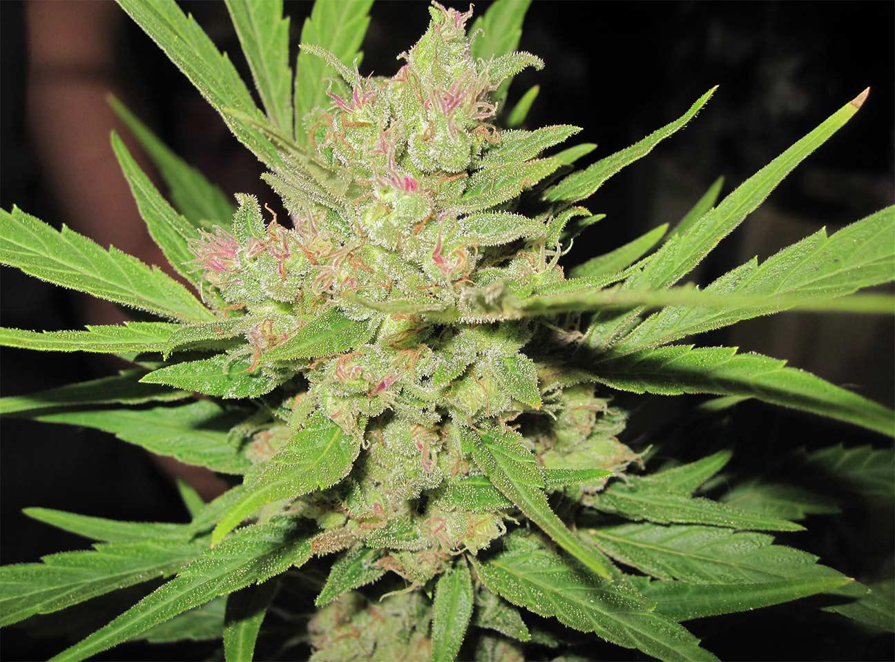 critical mass autoflower cannabis pics