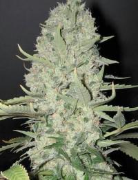 critical mass autoflower cannabis pics