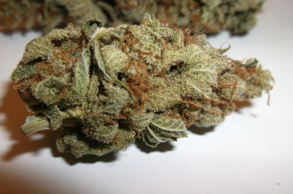 critical mass autoflower cannabis pics