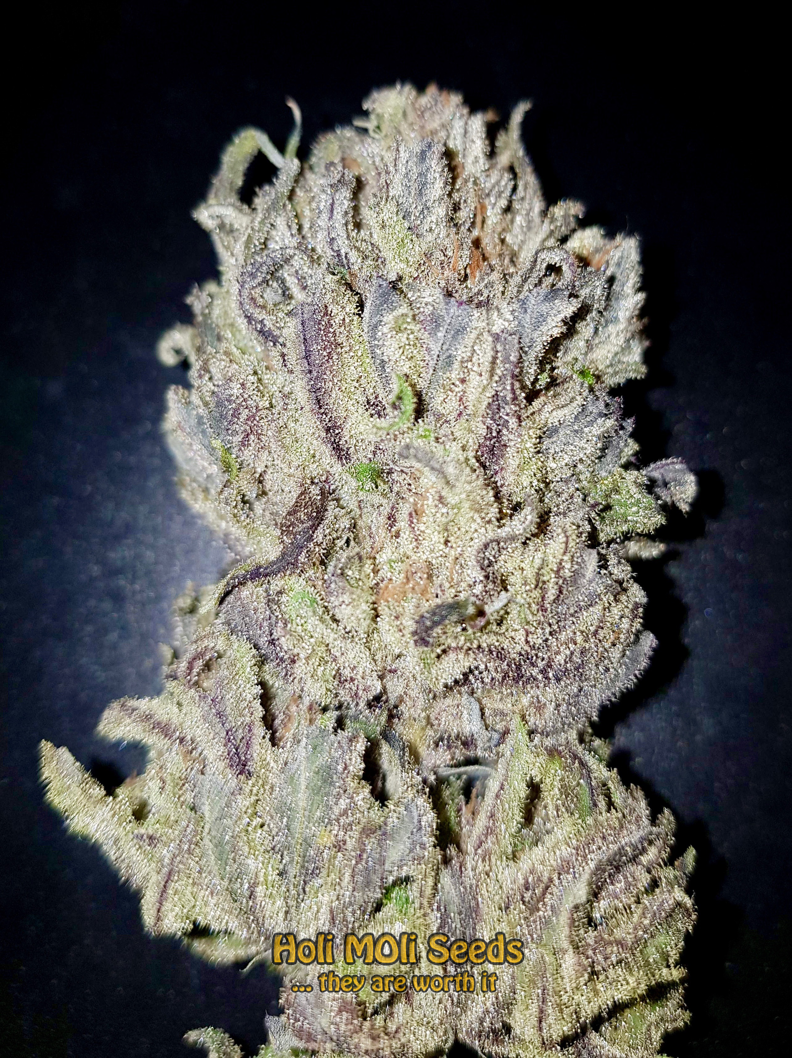 critical purple kush cannabis pics