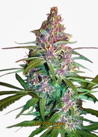 critical purple kush cannabis pics