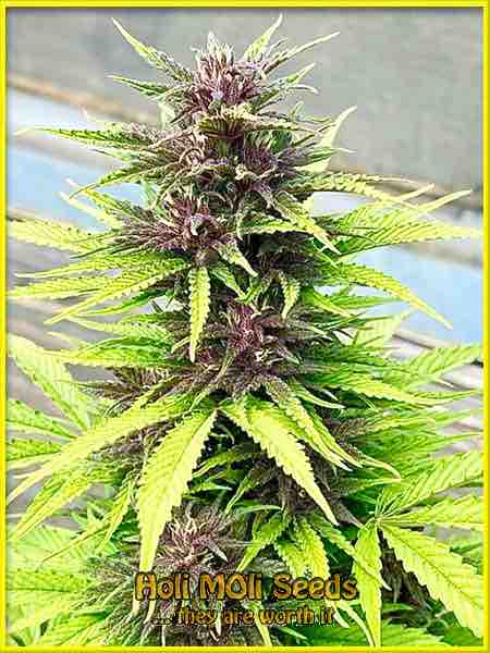 critical purple kush cannabis pics