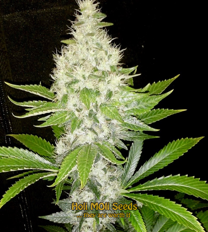 diesel cannabis pics