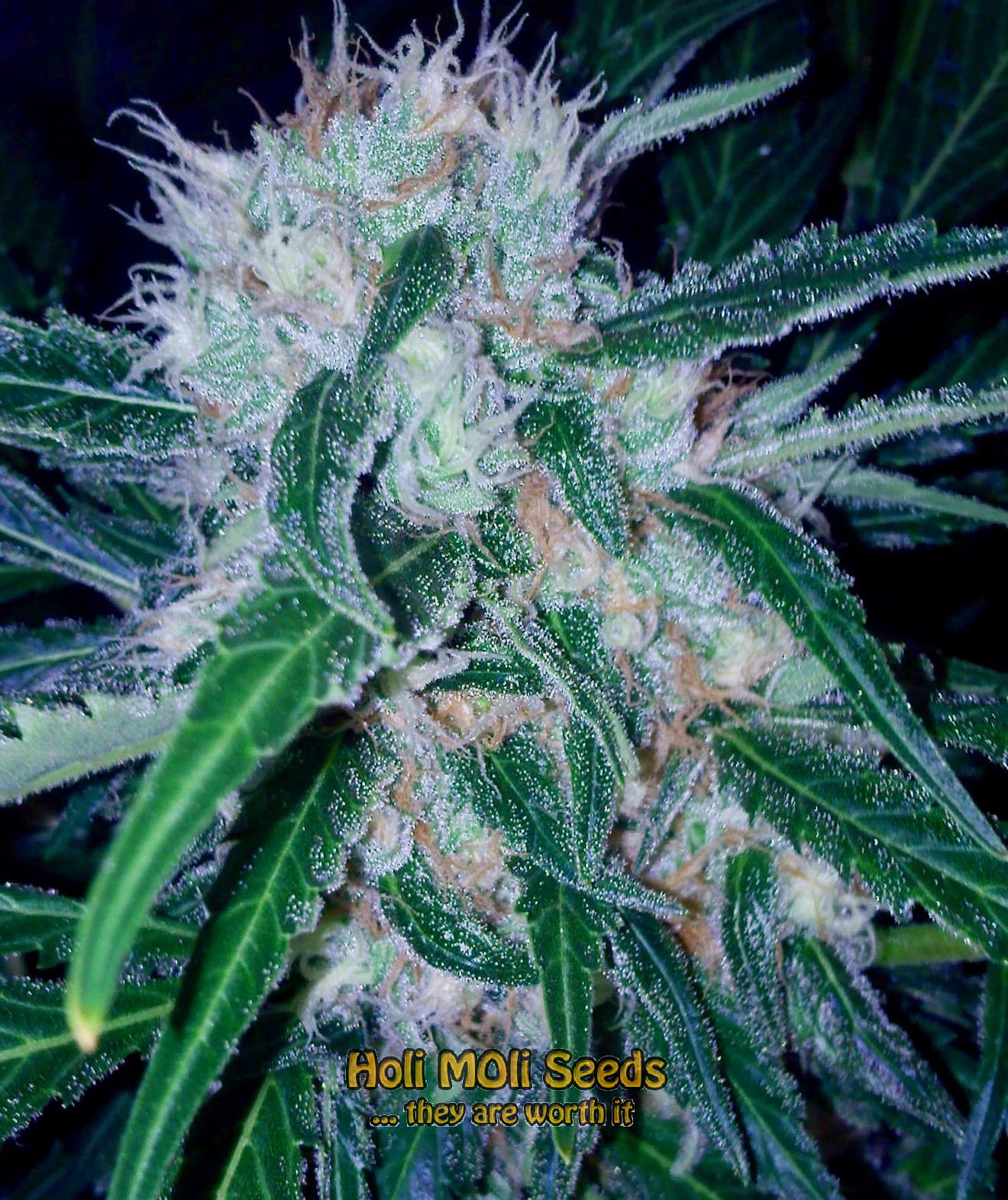 dream queen cannabis pics