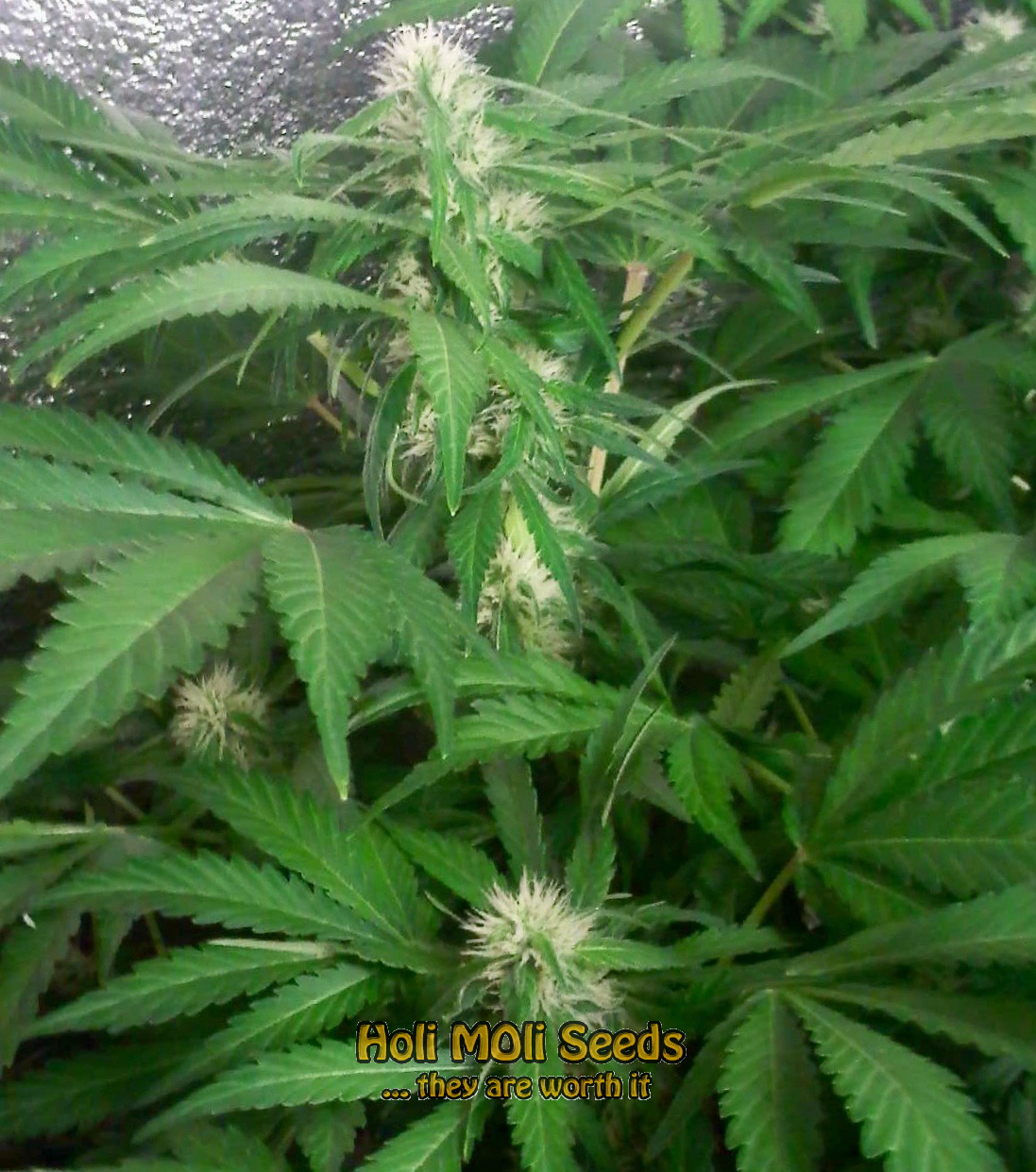 dream queen cannabis pics