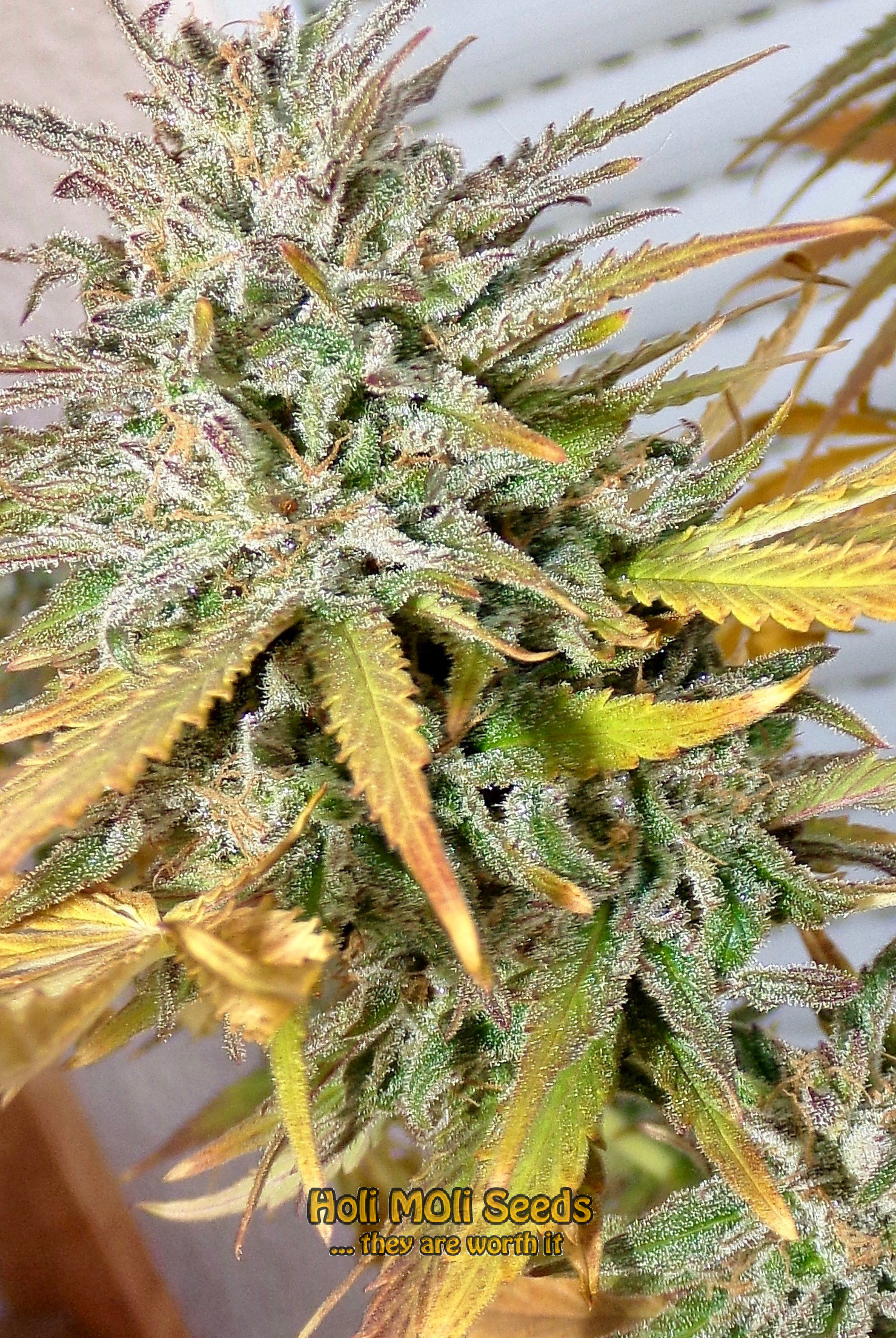 dream queen cannabis pics