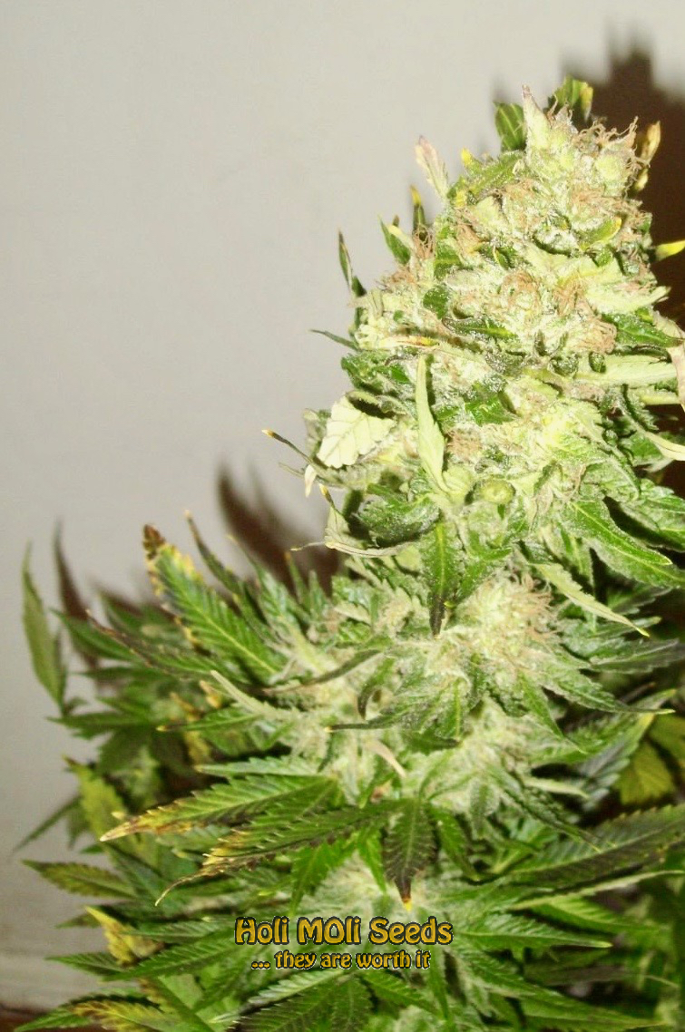 dream queen cannabis pics