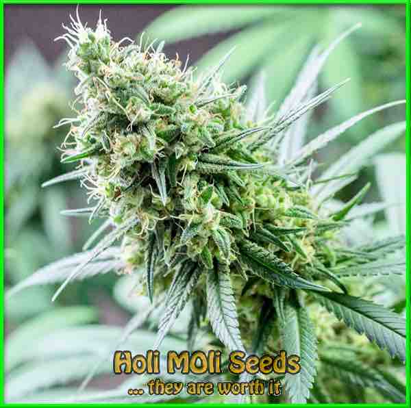 dutch treat cannabis pics