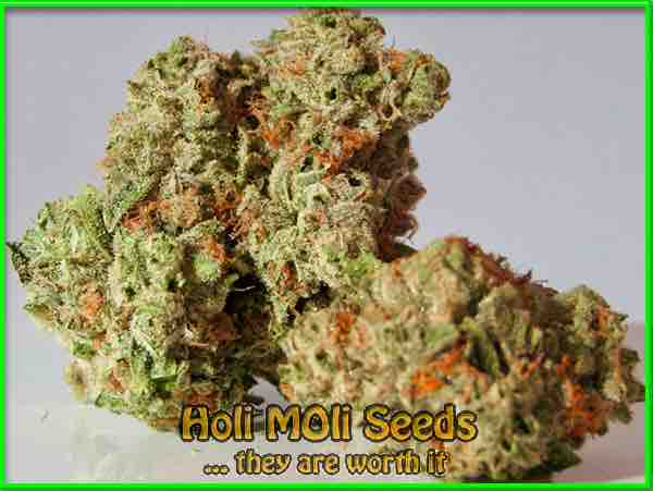 dutch treat cannabis pics