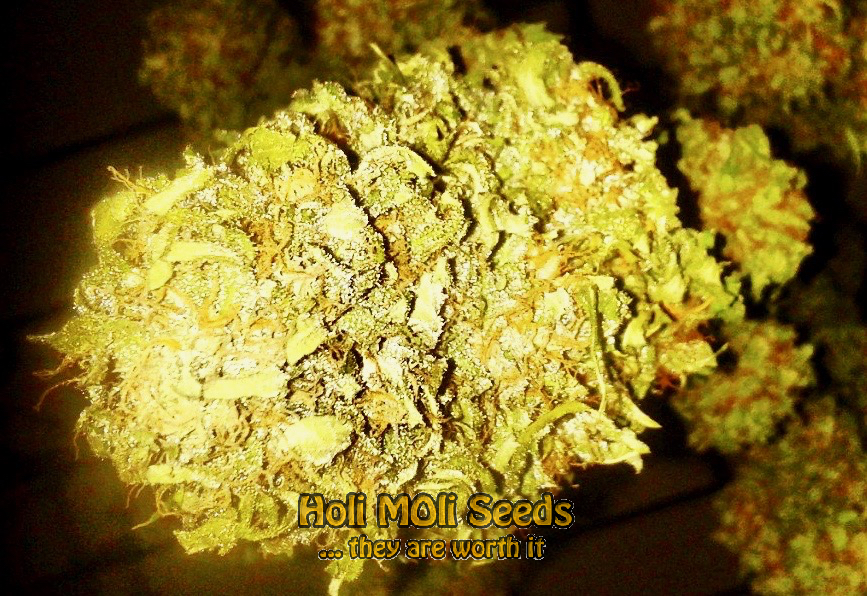 exodus cheese cannabis pics