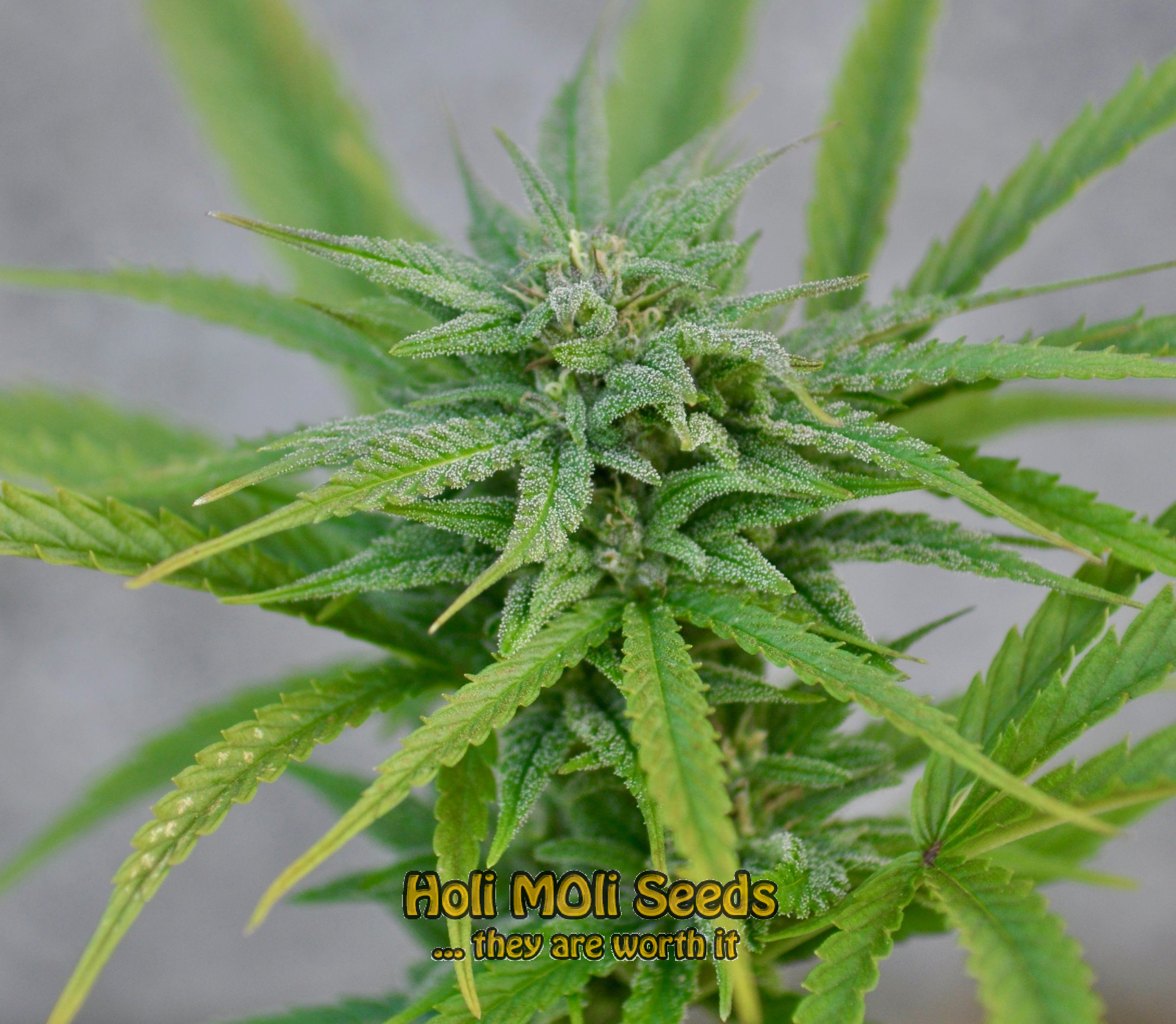 exodus cheese cannabis pics