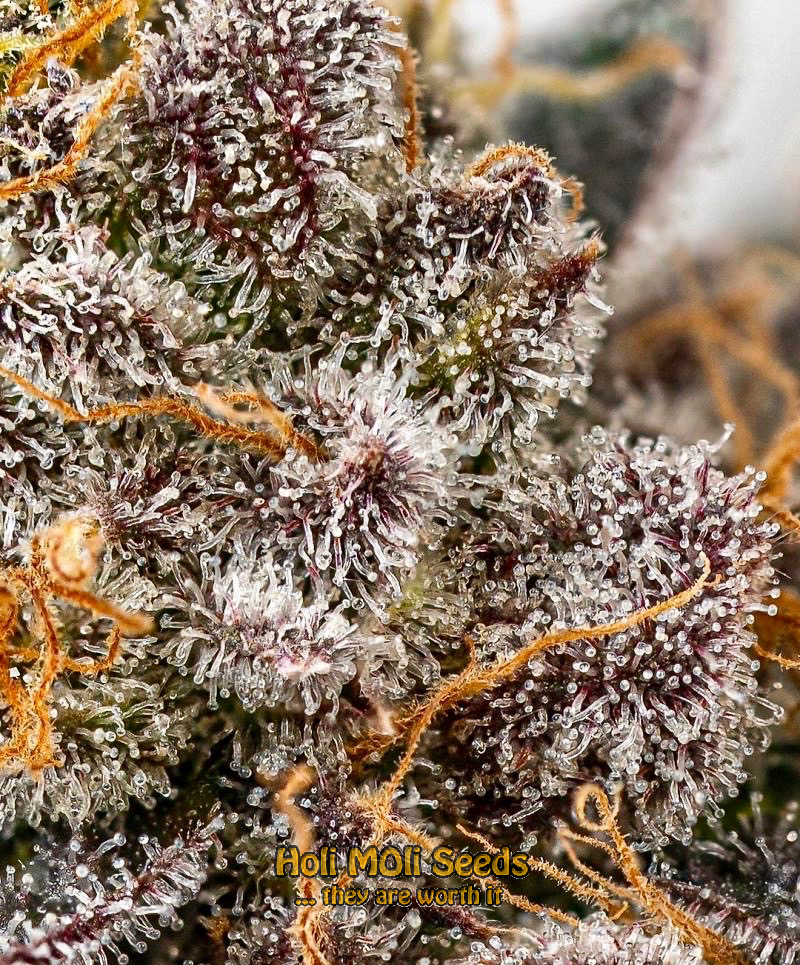 frosty blue cannabis pics