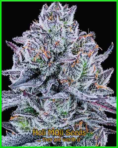 frosty blue cannabis pics