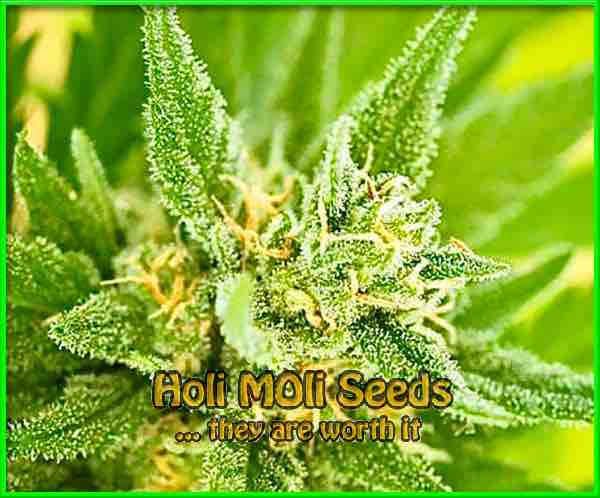 fruity pebbles cannabis pics