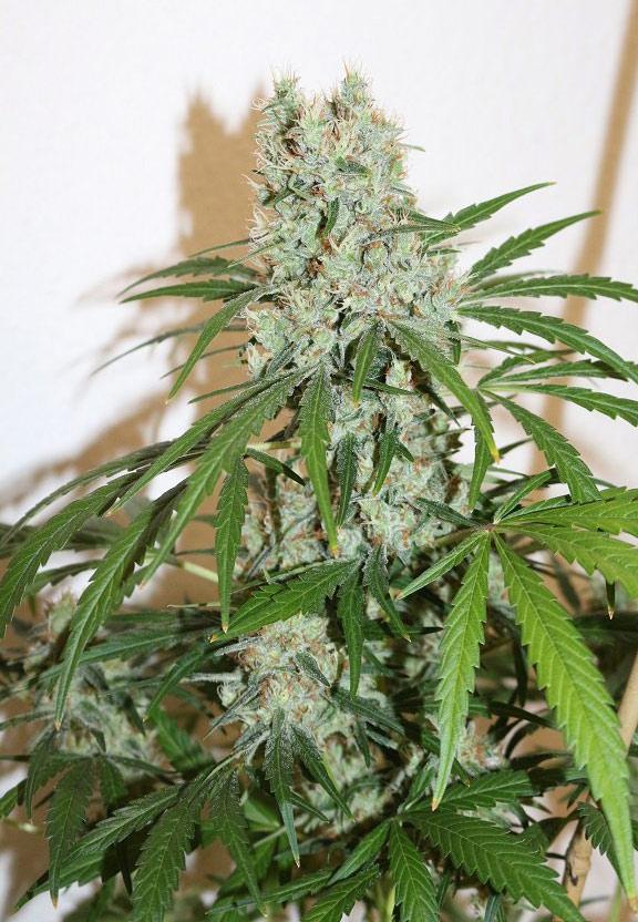 g13 cannabis pics