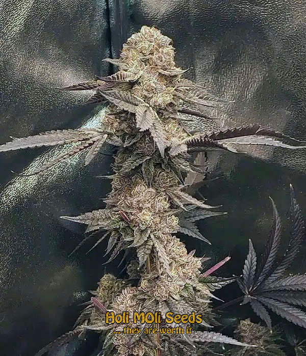 gator breath cannabis pics