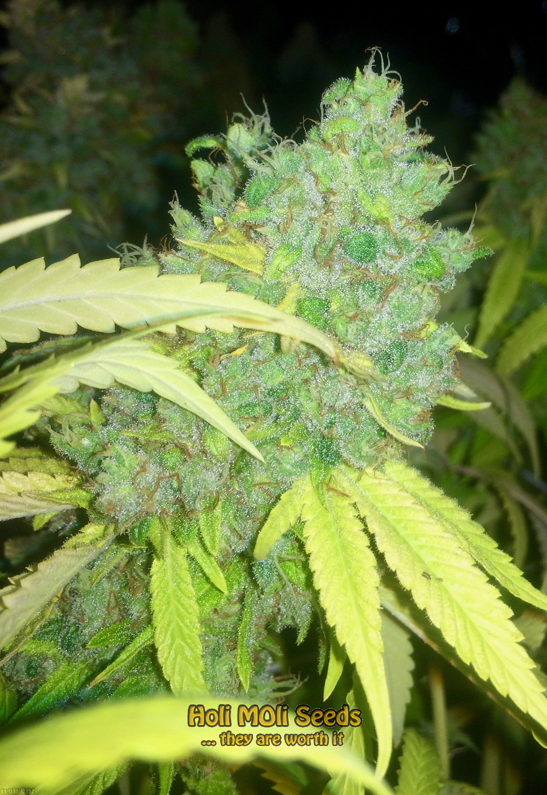 ghost og cannabis pics