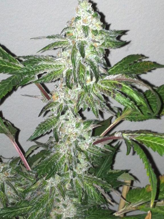 girl scout cookies autoflower cannabis pics