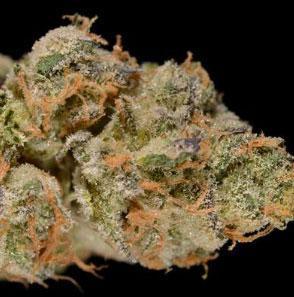 girl scout cookies autoflower cannabis pics