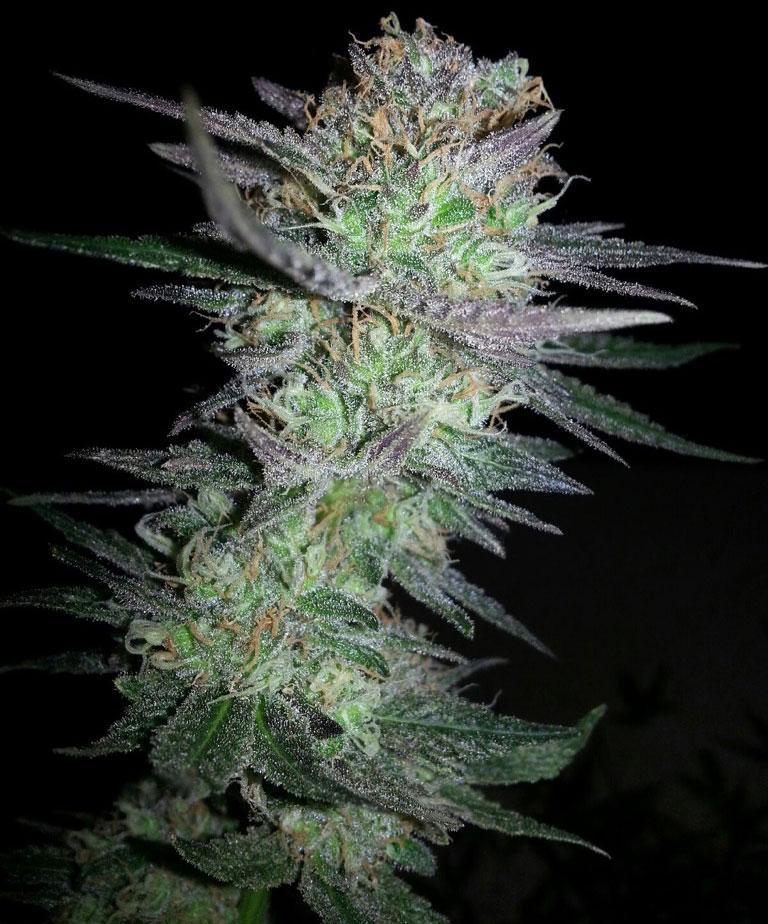 girl scout cookies autoflower cannabis pics