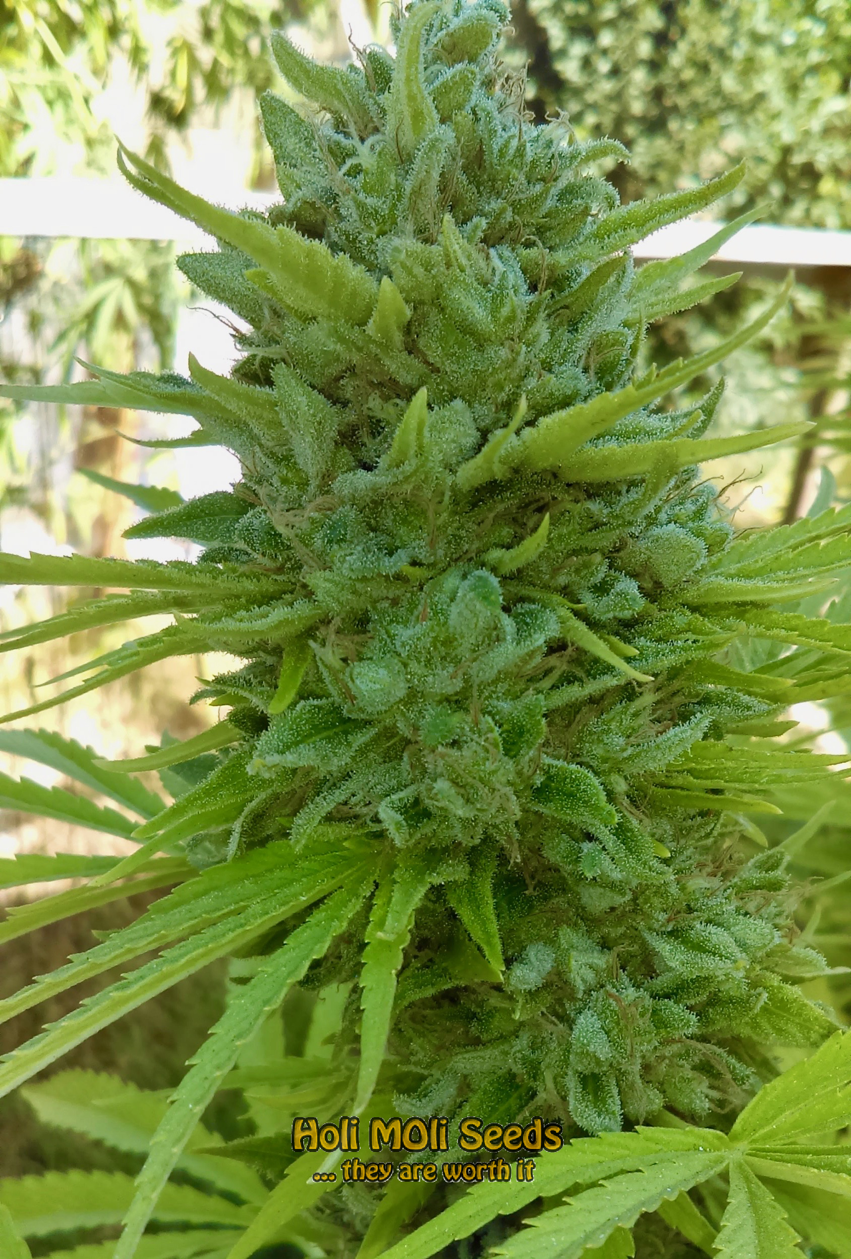 glookies cannabis pics