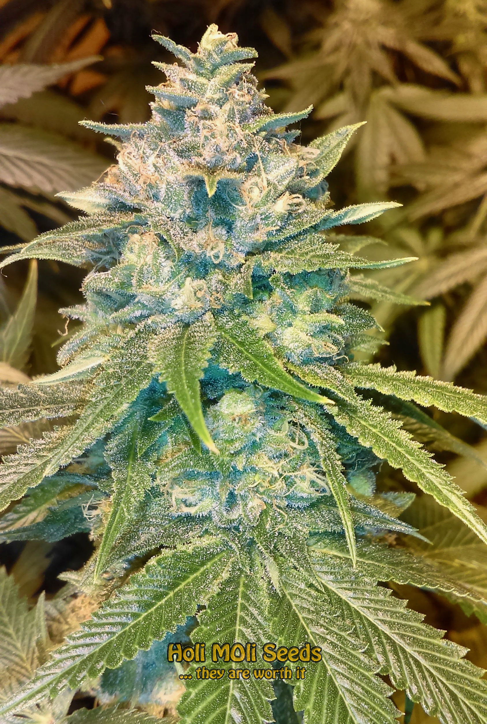 godfather og cannabis pics