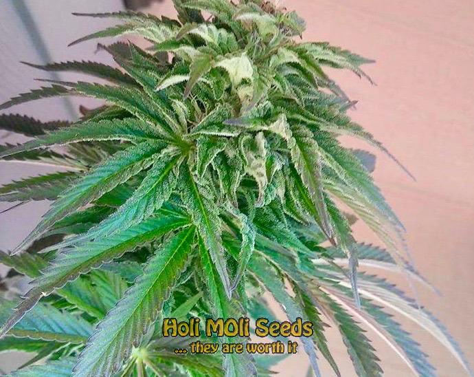 godfather og cannabis pics