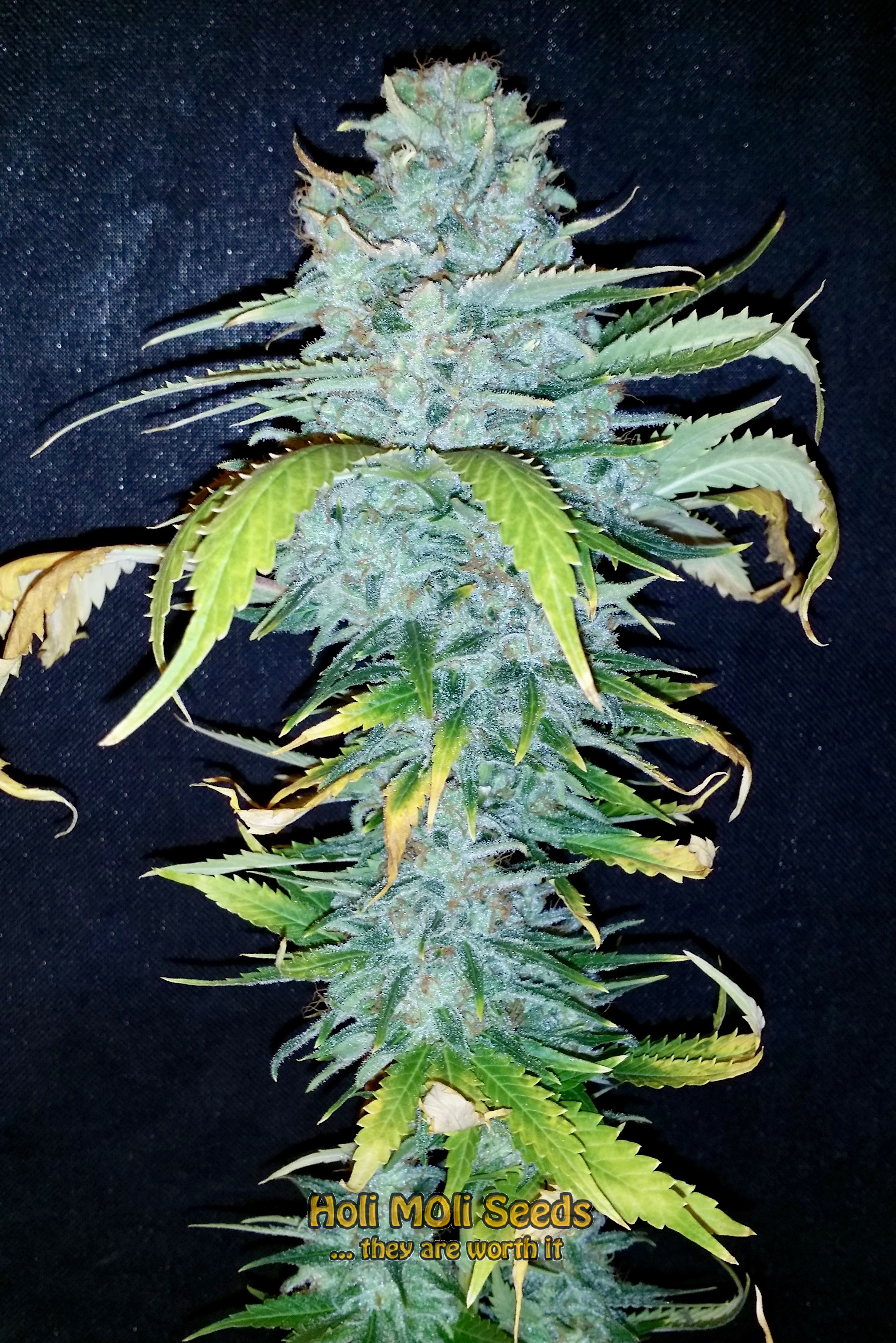 golden goat cannabis pics