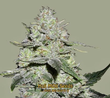 golden goat cannabis pics