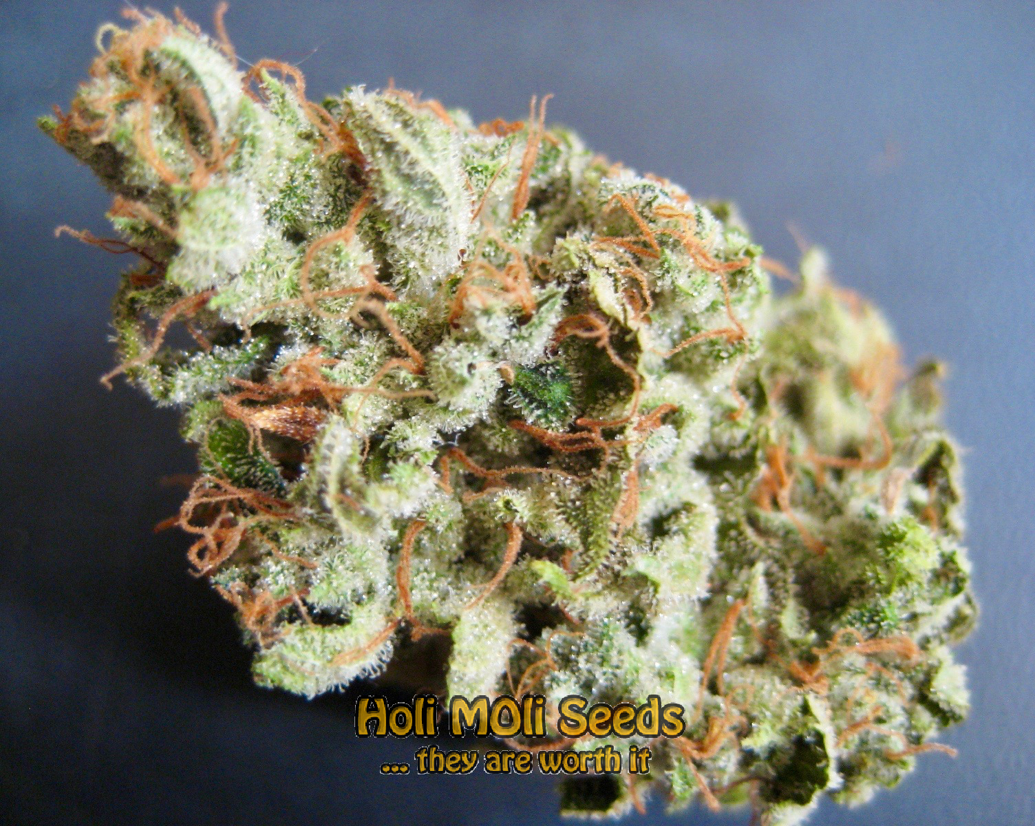 golden goat cannabis pics