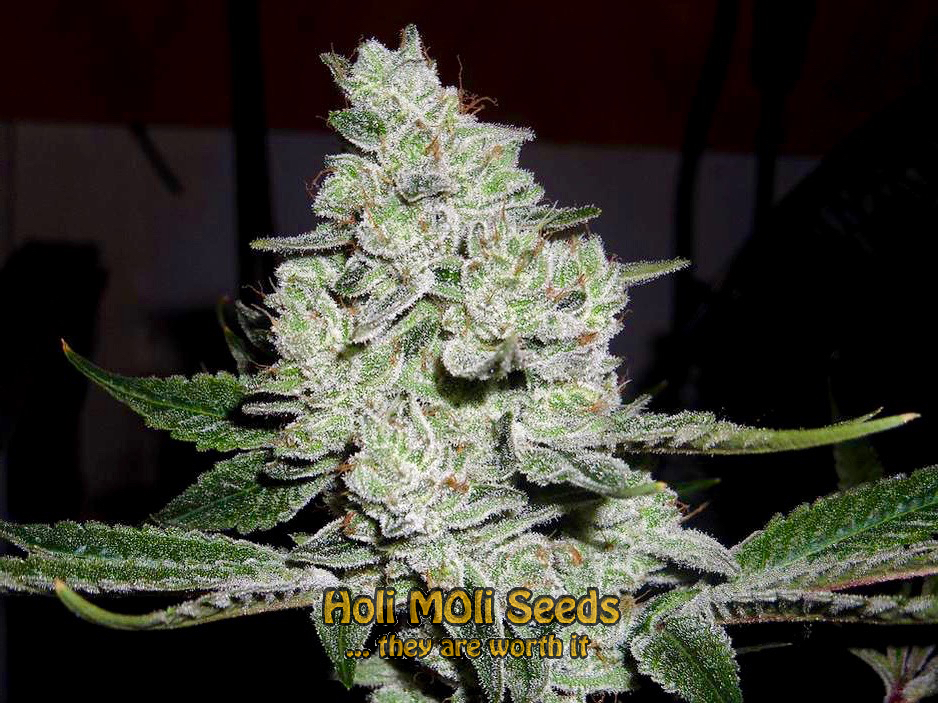 golden goat cannabis pics