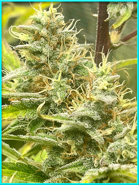 golden goat cannabis pics