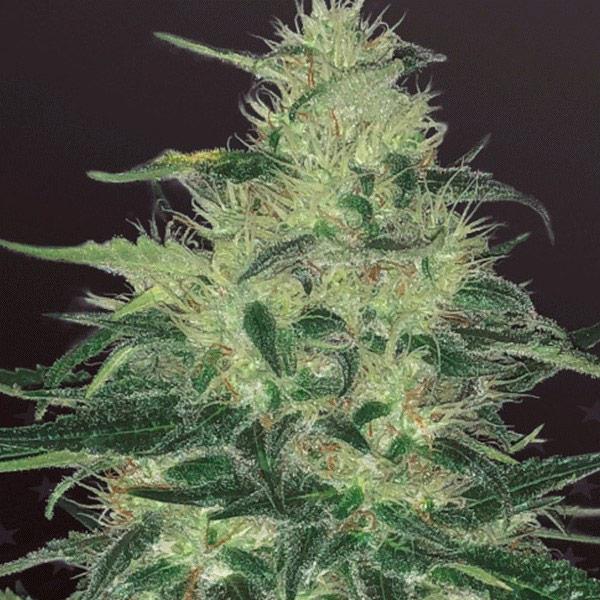 gorilla glue 4 autoflower cannabis pics