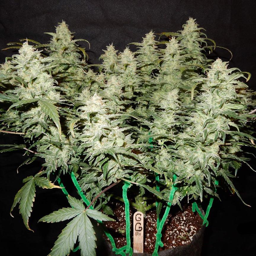 gorilla glue 4 autoflower cannabis pics