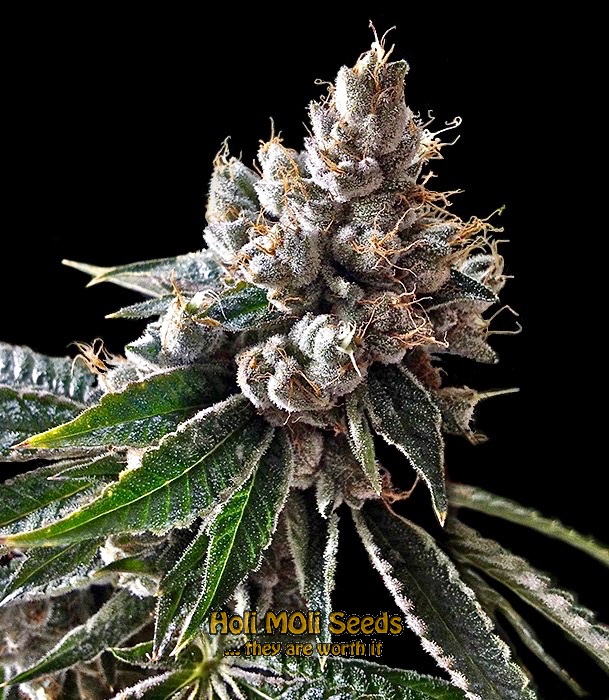 gorilla glue purple cannabis pics