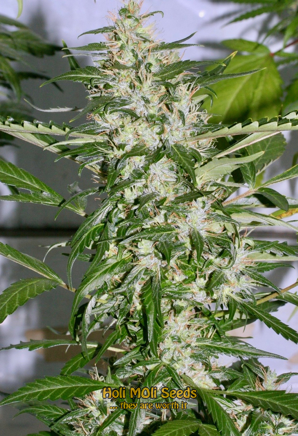 gorilla lemon fire cannabis pics