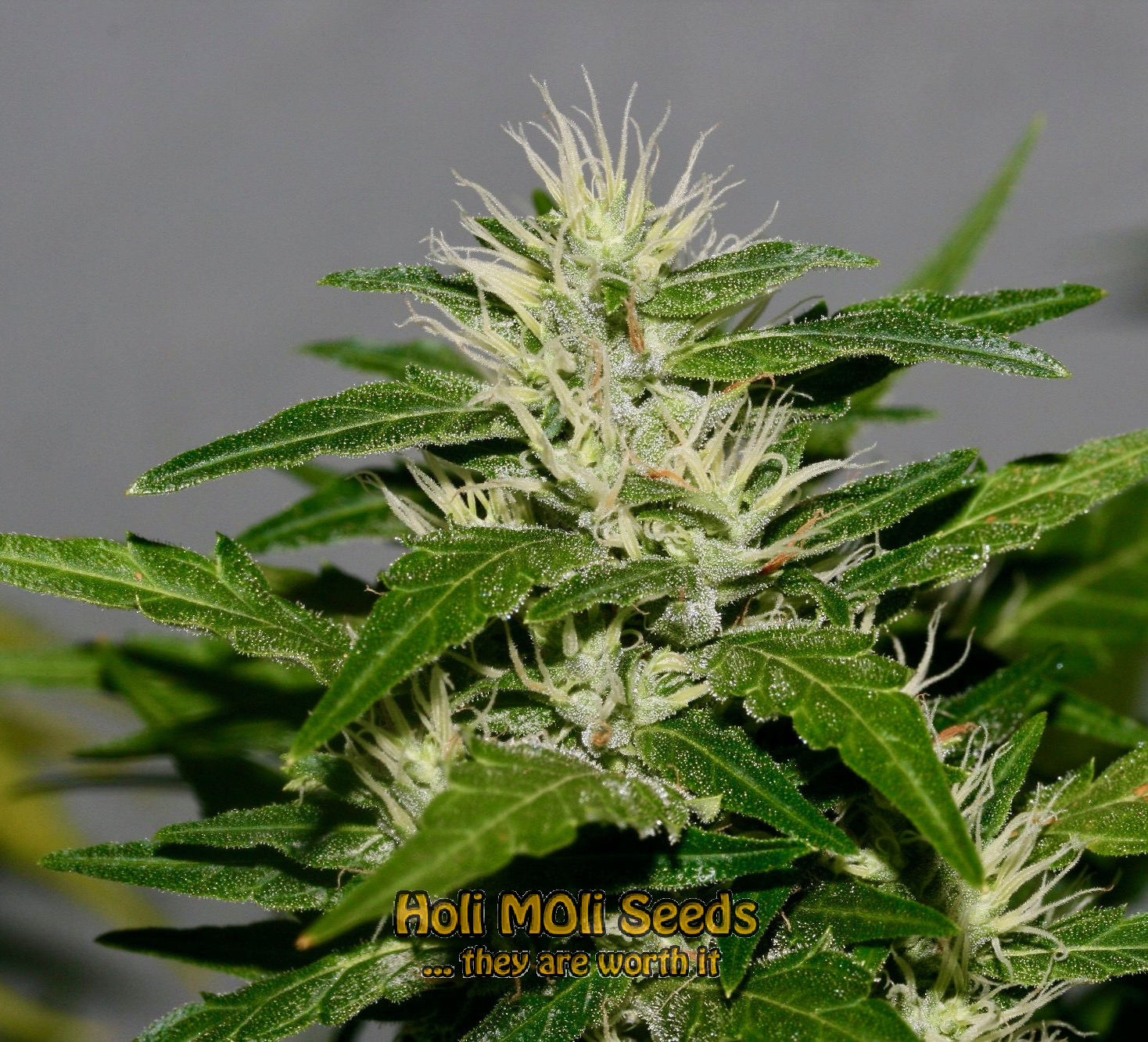 granddaddy black cannabis pics