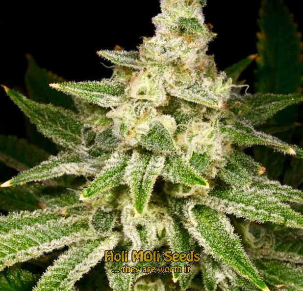 granddaddy black cannabis pics